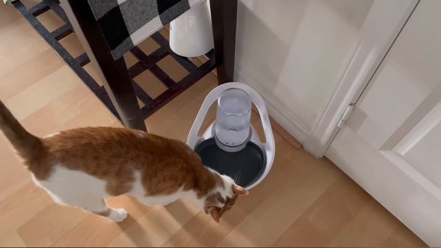 My Talking Cats Sass Is Off The Charts Today ? | CatManJohn смотреть онлайн