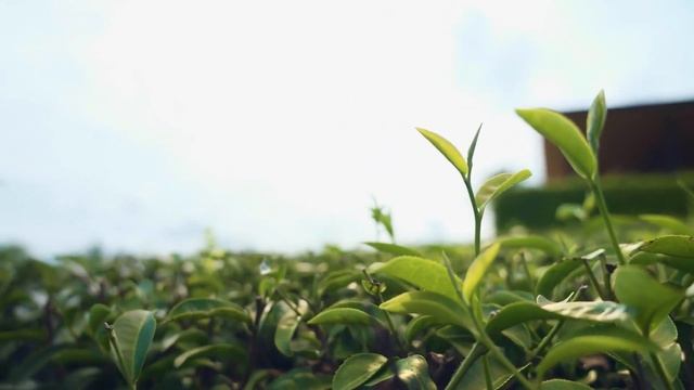 ОН ПОМОЖЕТ ВАМ ПРОЖИТЬ СЧАСТЛИВУЮ ЖИЗНЬ: 10 доказанных полезных свойств зеленого чая смотреть онлайн