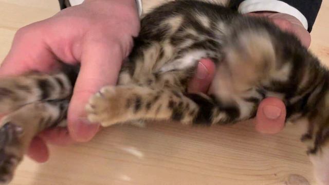 Девочка 2, родилась 06.12.2020