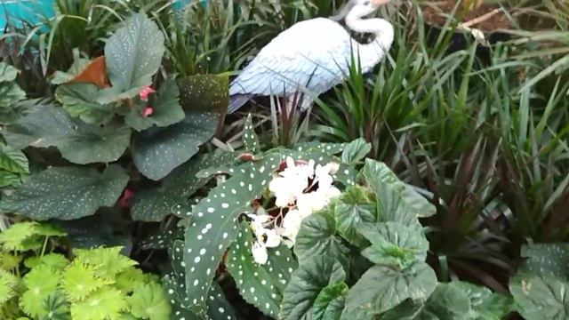 Прогулка среди чудесных растений в ОБИ 🌹🌻🌿(19.08.23) смотреть онлайн
