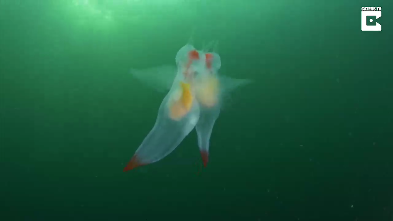 Брачный сезон морских ангелов смотреть онлайн