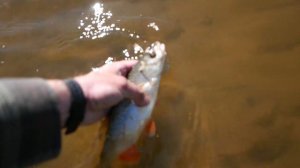 РЫБАЛКА на МАЛЫХ реках. Ловля ГОЛАВЛЯ в Подмосковье. Рыбалка на спиннинг весной