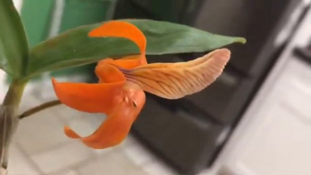 Dendrobium Unicum in Bloom - May 2022 смотреть онлайн
