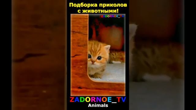 Подборка приколов про животных №110 смотреть онлайн