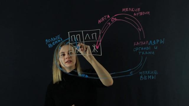 Круги кровообращения смотреть онлайн