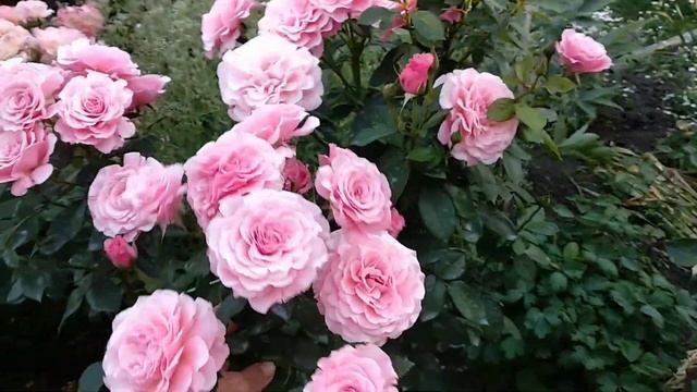 Розы. Тиклед Пинк, прекрасная флорибунда. смотреть онлайн
