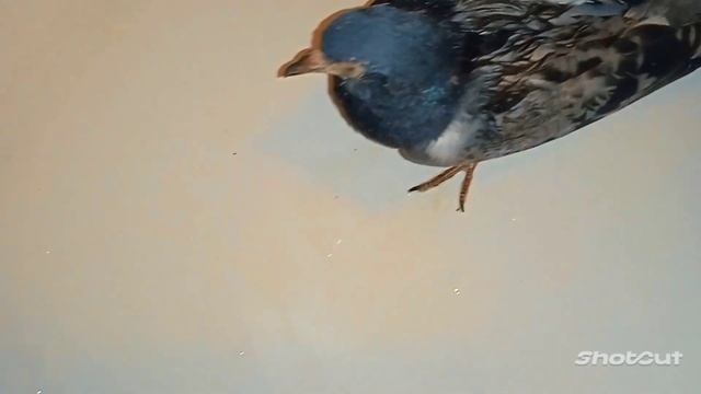 Нашли птенца голубя. Взяли покормить и вырастить. смотреть онлайн