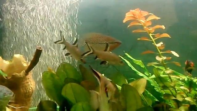 Мой аквариум на 200 литров. смотреть онлайн