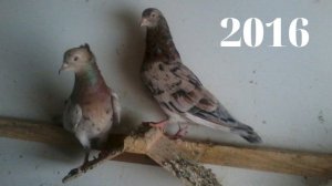 Как меняется окрас голубей с годами. How Almond pigeons change color. Bakı göyərçinlər.