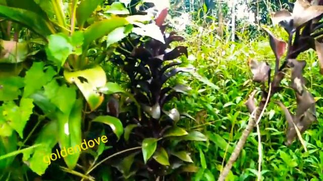 Plant hunting/goldendove смотреть онлайн