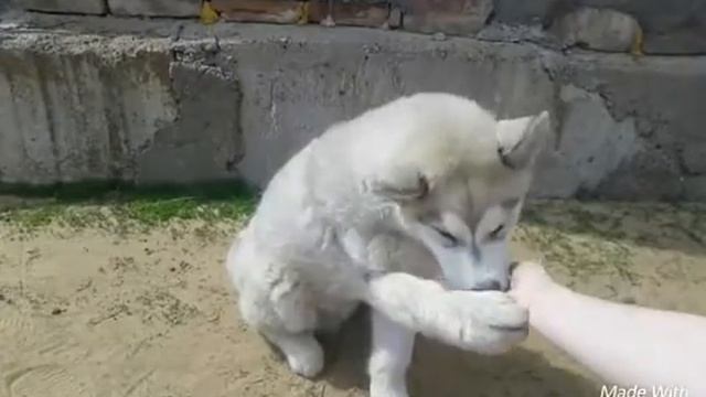 Как научить собаку/щенка команде "Дай лапу!" смотреть онлайн
