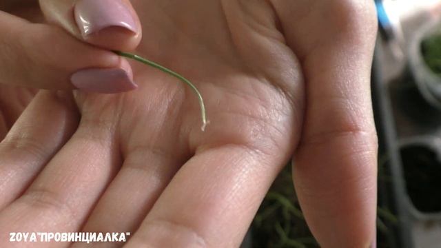 Рассада лука/ Как получить крупную луковицу!??/ Стрижка, полив, подкормка/#onions смотреть онлайн