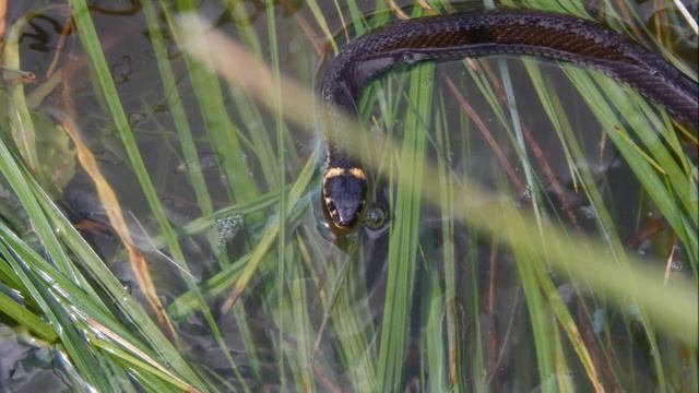 Большой компанией на Нижнюю Волгу ... или когда рыбалка - отличный семейный отдых! смотреть онлайн