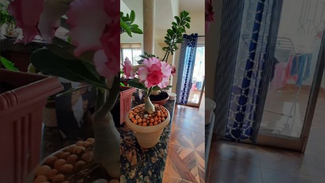 Orchid & Adenium flower collection... смотреть онлайн
