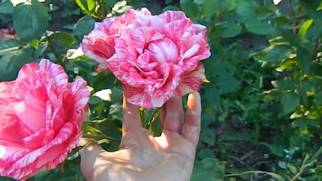 Роза Пинк Интуишн, конец июня. смотреть онлайн