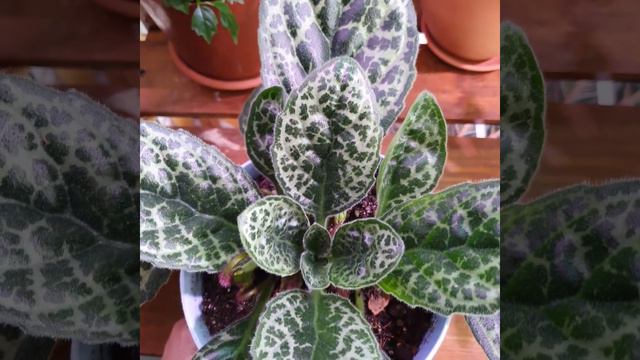 Что за зверь Pretty Turtle?