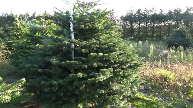 Пихта Нордмана (срубленная новогодняя пихта) 16040 смотреть онлайн