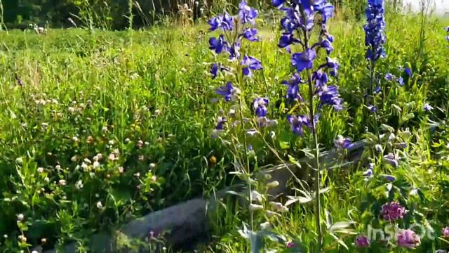 Цветут дельфиниумы разные . смотреть онлайн