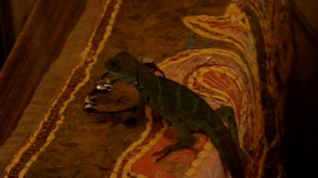 Водяная агама смотреть онлайн