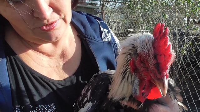 #Чем обработать рану у домашней птицы#ЛечениеКур смотреть онлайн