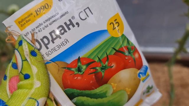 Море ТОМАТОВ БЕЗ ФИТОФТОРЫ! Сделайте ТАК в КОНЦЕ ЛЕТА и СОБИРАЙТЕ УРОЖАЙ ДО ЗАМОРОЗКОВ! смотреть онлайн