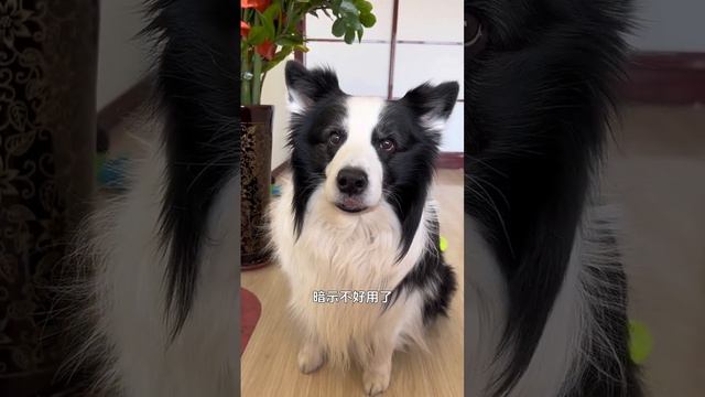 【皮蛋蛋】就為了口吃的 смотреть онлайн