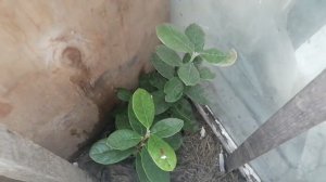 Зимовка Фейхоа на улице