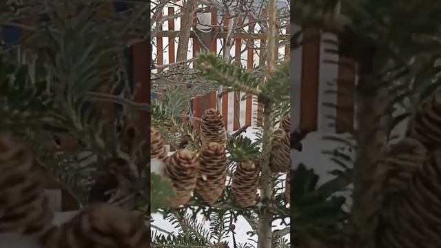 СЕМЕНА И ШИШКИ ПИХТЫ СИЛЬБЕРЛОК // ВАЦАП ДЛЯ ЗАКАЗА 8-915-245-81-59 ПИСЬМЕННО смотреть онлайн