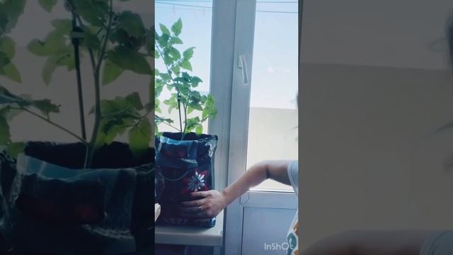 Томат каменный цветок смотреть онлайн