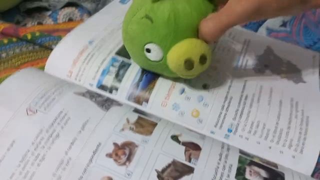 Bad Piggies react to new high school books смотреть онлайн