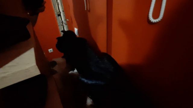 Ворон Тень и новое зеркало. смотреть онлайн