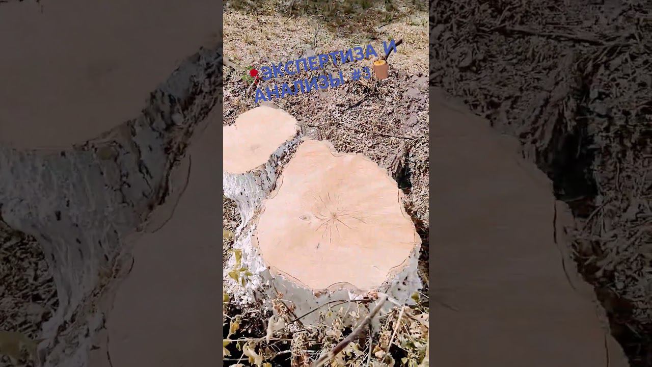 ЭКСПЕРТИЗА И АНАЛИЗЫ # 3 #старыйоскол #спилдеревьев #спилитьдерево #спилили #спил #дерево #деревья смотреть онлайн