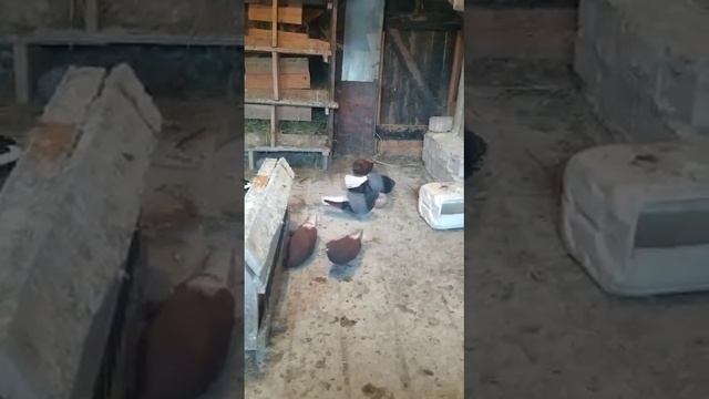 Рыболовные Приключения