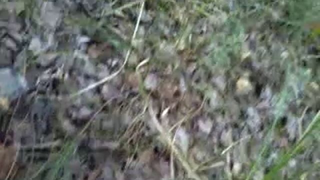 когда после дождя можно собирать грибы смотреть онлайн