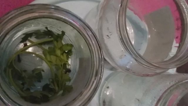 Кулинарные откровения