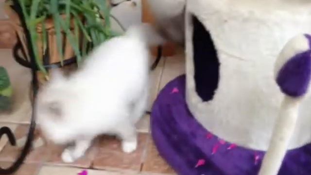 невские маскарадные котята, питомник "Талисман Удачи" смотреть онлайн