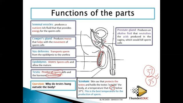 HUMAN REPRODUCTION CLASS 12 [GRADE 12 LIFE SCIENCE] THUNDEREDUC (MALE AND FEMALE STRUCTURES) M.SAID смотреть онлайн