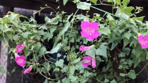 Азарина лазающая мой опыт выращивания