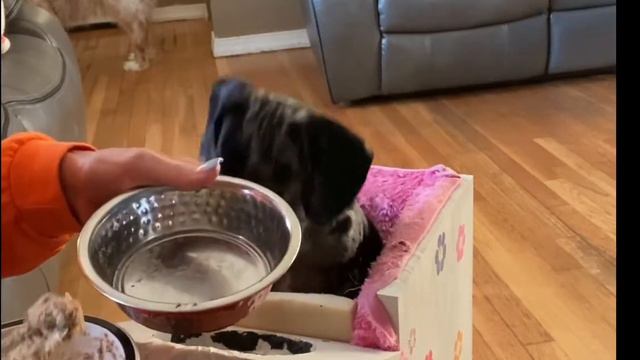 How I feed my mini dachshund who has Mega Esophagus смотреть онлайн