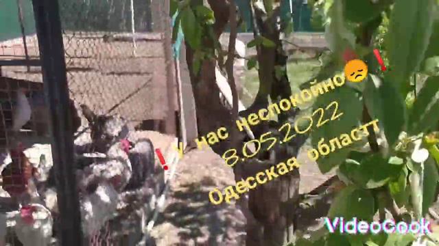 #3 Ракеты летают -куры несутся #куры #войнаукраина смотреть онлайн