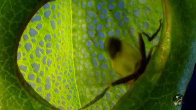 Растения тоже делают это. смотреть онлайн