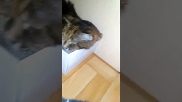 Моя кошка залезла в сильно маленькую коробку для нее смотреть онлайн