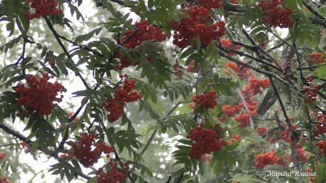 Красивая рябина под ливнем и гром. смотреть онлайн