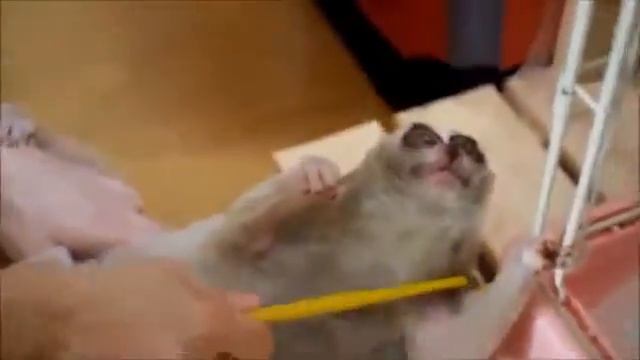 Лемур 4 смотреть онлайн