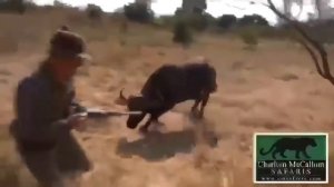 Охота на буйвола в Африке чуть не встала последней