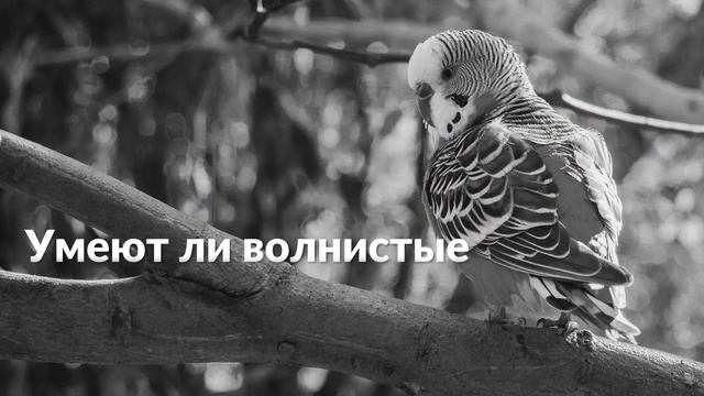 Волнистые попугаи все о попугаях смотреть онлайн