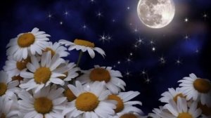 Одинокая волчица... Lonely wolf song