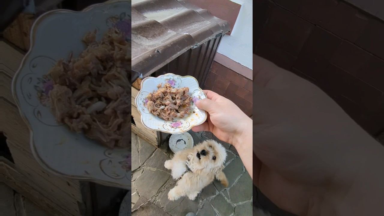 даю собаке кости #shorts #short #dog #doglover #dogs #собака смотреть онлайн