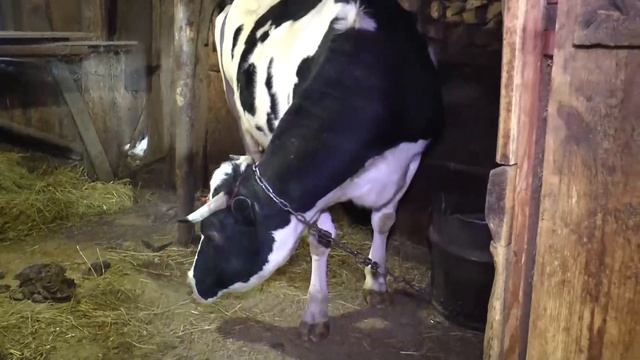 Сегодня в Пестречинском районе в личных подсобных хозяйствах содержат 1125 голов дойных коров. смотреть онлайн
