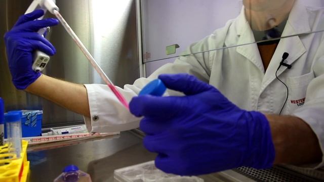 How to Cell Culture like a PRO!!! | Aseptic Tips and Tricks смотреть онлайн